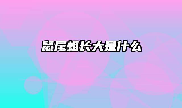 鼠尾蛆长大是什么