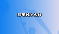 鳄龟长什么样