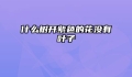 什么树开紫色的花没有叶子