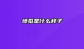 地瓜是什么样子