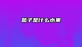 瓢子是什么水果