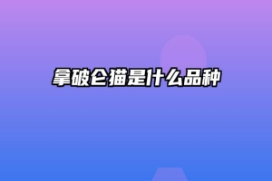 拿破仑猫是什么品种