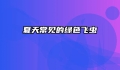 夏天常见的绿色飞虫