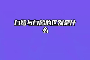 白鹭与白鹤的区别是什么