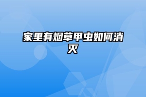 家里有烟草甲虫如何消灭