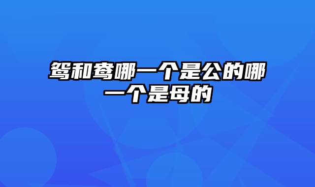 鸳和鸯哪一个是公的哪一个是母的