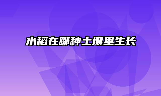 水稻在哪种土壤里生长