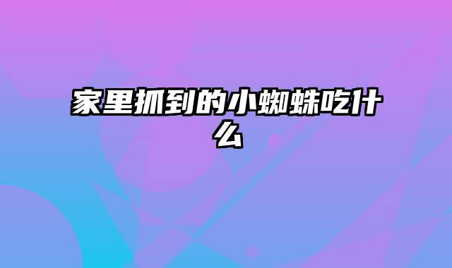 家里抓到的小蜘蛛吃什么