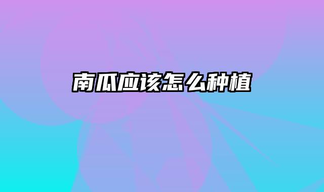 南瓜应该怎么种植