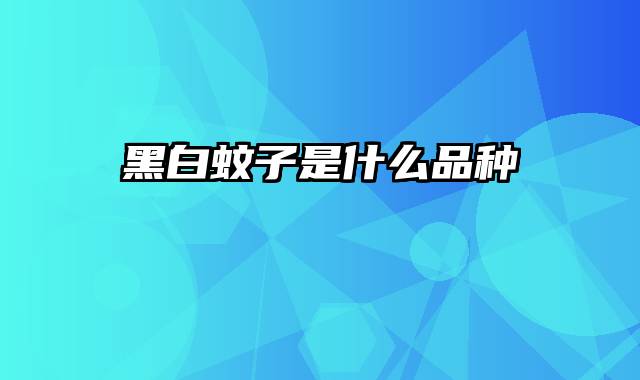 黑白蚊子是什么品种