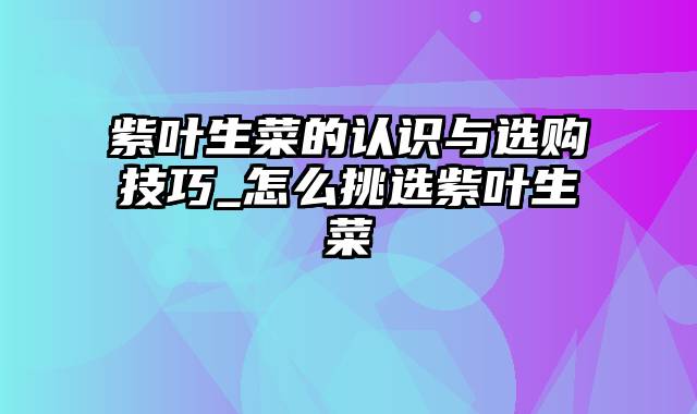 紫叶生菜的认识与选购技巧_怎么挑选紫叶生菜
