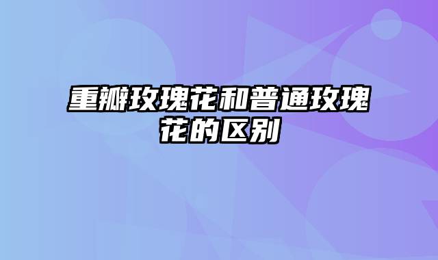 重瓣玫瑰花和普通玫瑰花的区别