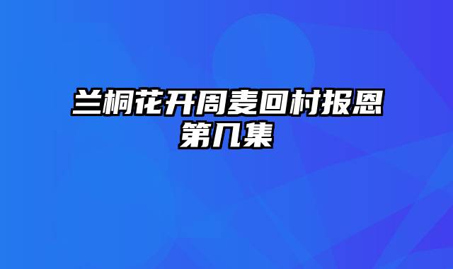 兰桐花开周麦回村报恩第几集