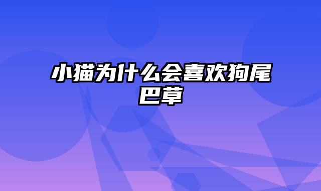 小猫为什么会喜欢狗尾巴草