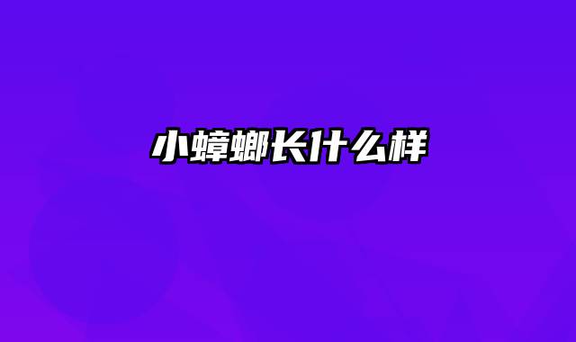 小蟑螂长什么样
