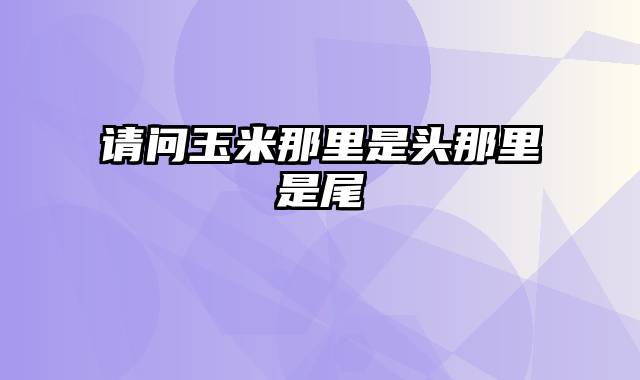 请问玉米那里是头那里是尾