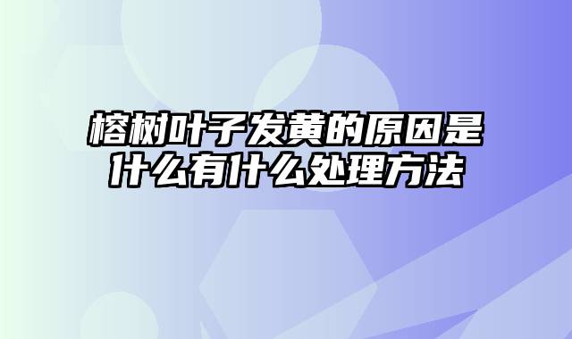 榕树叶子发黄的原因是什么有什么处理方法