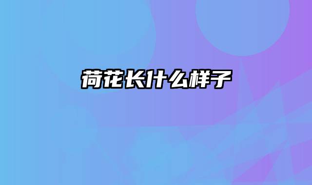 荷花长什么样子