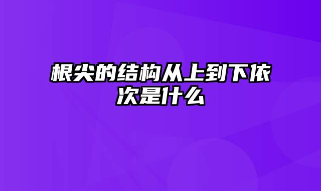 根尖的结构从上到下依次是什么