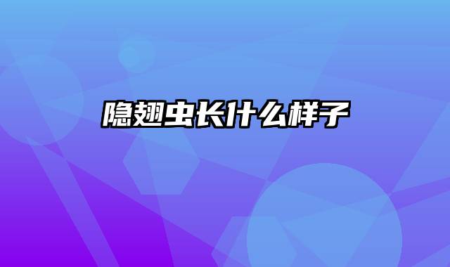 隐翅虫长什么样子