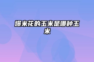爆米花的玉米是哪种玉米