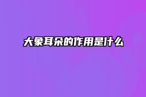 大象耳朵的作用是什么