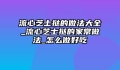 流心芝士挞的做法大全_流心芝士挞的家常做法_怎么做好吃