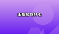 山斑鸠吃什么