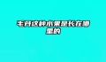 毛丹这种水果是长在哪里的