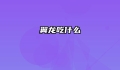 翼龙吃什么